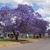 Street tree with round crown covered in bluish flowers. Leafless