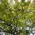 Tree with fern-like bipinnate leaves.