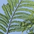 One fern-like bipinnate leaf