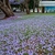 Ground under a tree covered in bluish flowers.