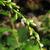 Polygonum hydropiper