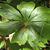 Podophyllum peltatum