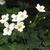 Japanese Anemone 'Honorine Jobert'