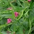Leafy shoot with solitary pink flowers