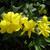Flower and Leaves
