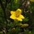 Close-up of yellow trumpet-shaped flowers.