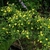 Shrub with yellow flowers.