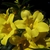 Close-up of yellow trumpet-shaped flowers.