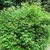 Shrub with yellow flowers.