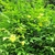 Shrub with yellow flowers.