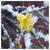 Jasminum nudiflorum
