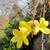 Jasminum nudiflorum