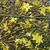 Jasminum nudiflorum
