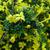 Jasminum parkeri