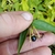 Hand holding shoot with one black shiny berry
