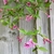 Foliage and dark pink tubular flowers.