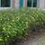Jasminum floridum