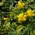 Jasminum floridum