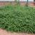 Jasminum floridum