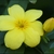 Close-up of flower with tubular, 6-lobed yellow corolla.