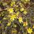 Jasminum nudiflorum