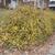 Jasminum nudiflorum
