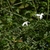 Opposite pinnate leaves. White, star-shaped flowers.