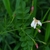 Opposite pinnate leaves. Pink buds that open to white flowers.