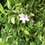 Foliage and pale pink flower