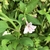 Foliage and pale pink flower