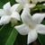 Stephanotis floribunda