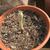 Seedling