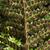 Polystichum braunii sori