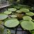 Victoria amazonica