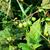 Solanum carolinense