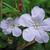 Ruellia caroliniensis