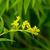 Solidago uliginosa