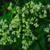 Thalictrum dasycarpum
