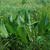 Silphium terebinthinaceum