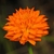 Inflorescence of bright orange flowers.