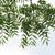 Juglans nigra