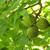 Juglans nigra