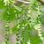 Juglans nigra