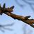 Stem and buds