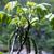 Male catkins