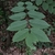 Compound leaf with 13 leaflets
