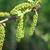 Male catkins