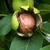Fruits