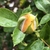 Closed yellow flower bud