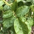 Compound green leaves